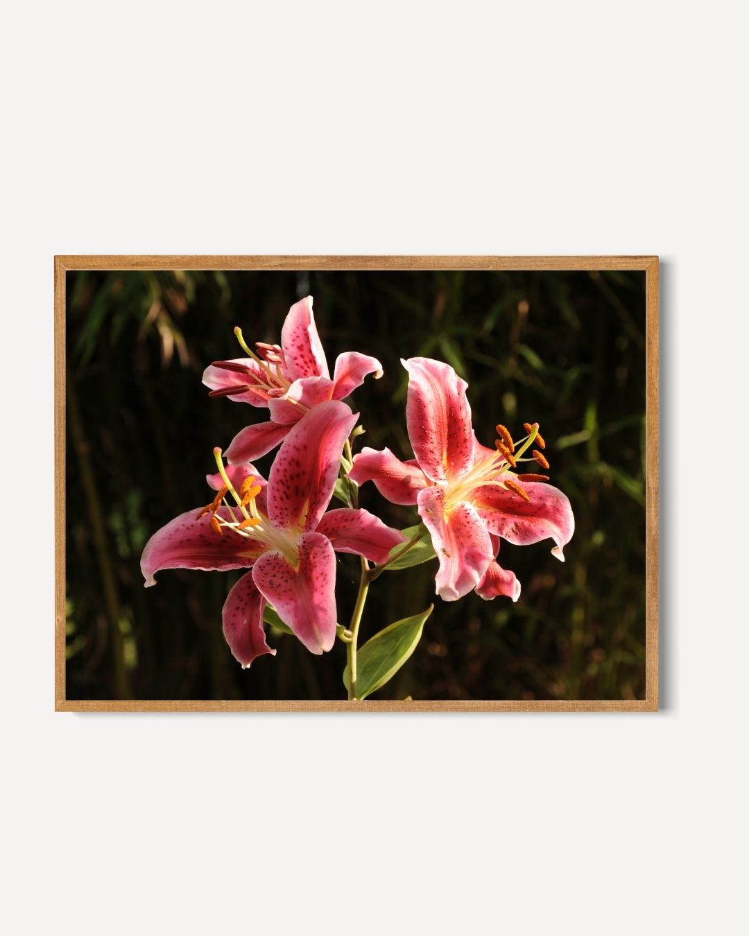 Pink lilies Poster