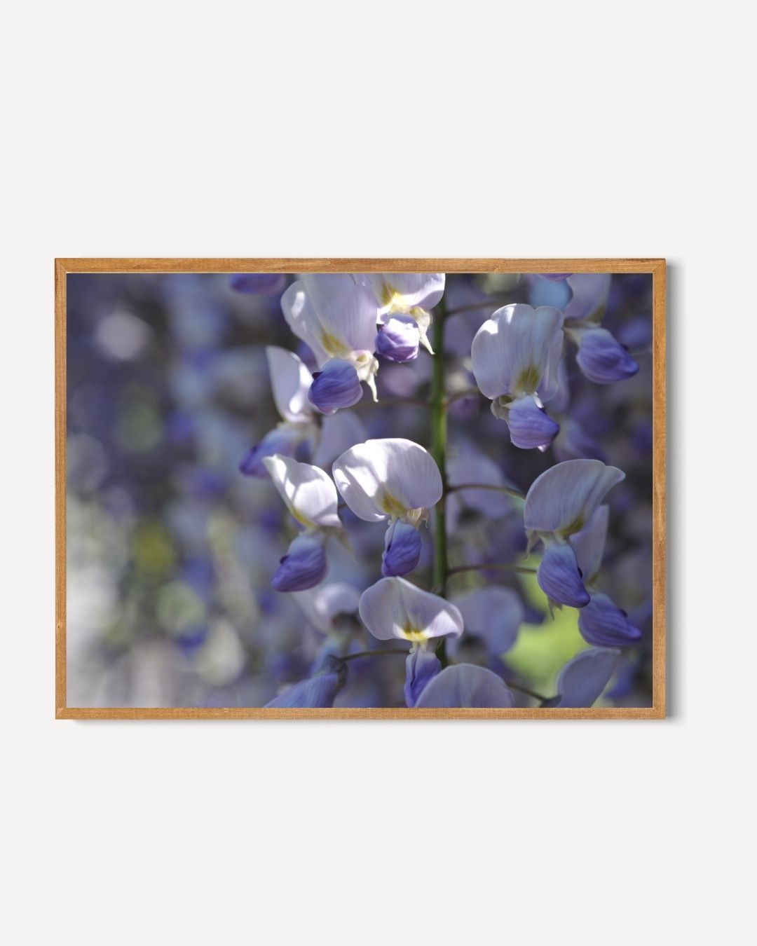 Blue Blossoms Poster