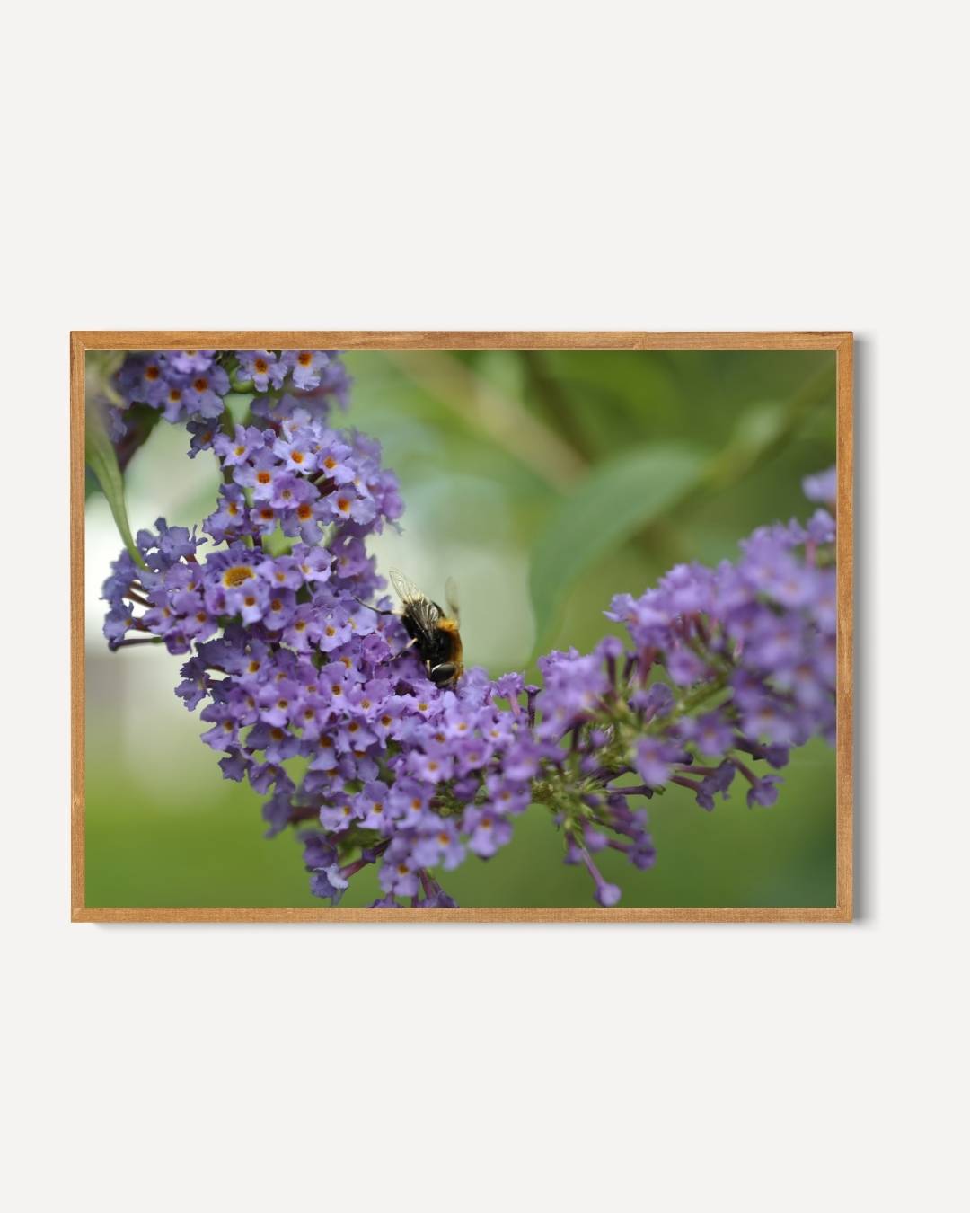 Paarse bloemen en bij Poster