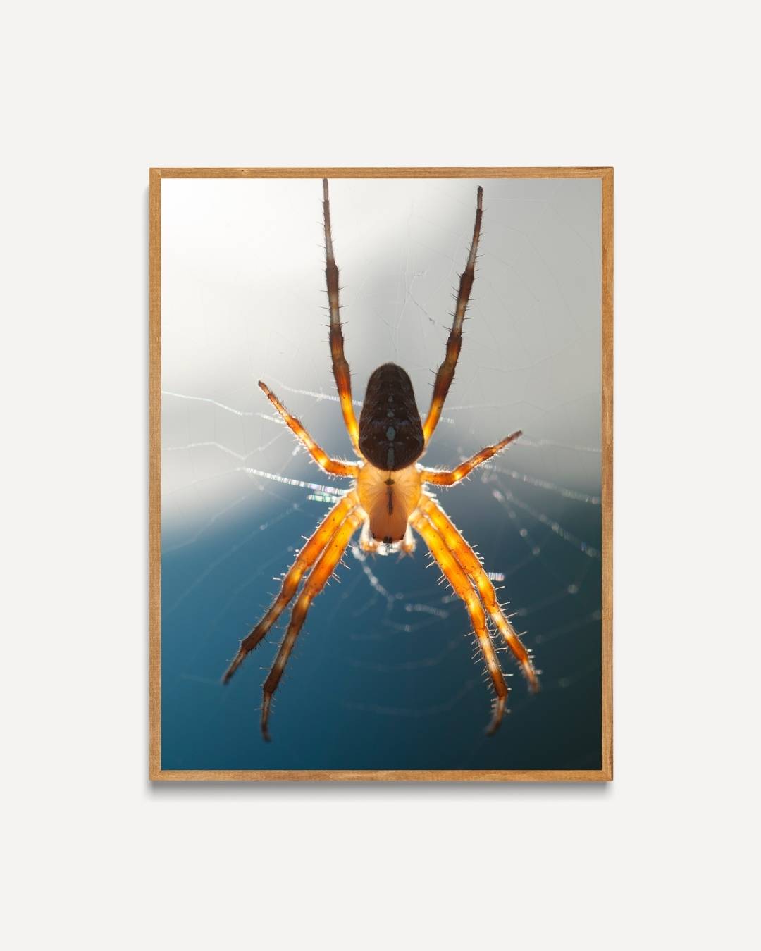 Zonverlichte spin in web Poster