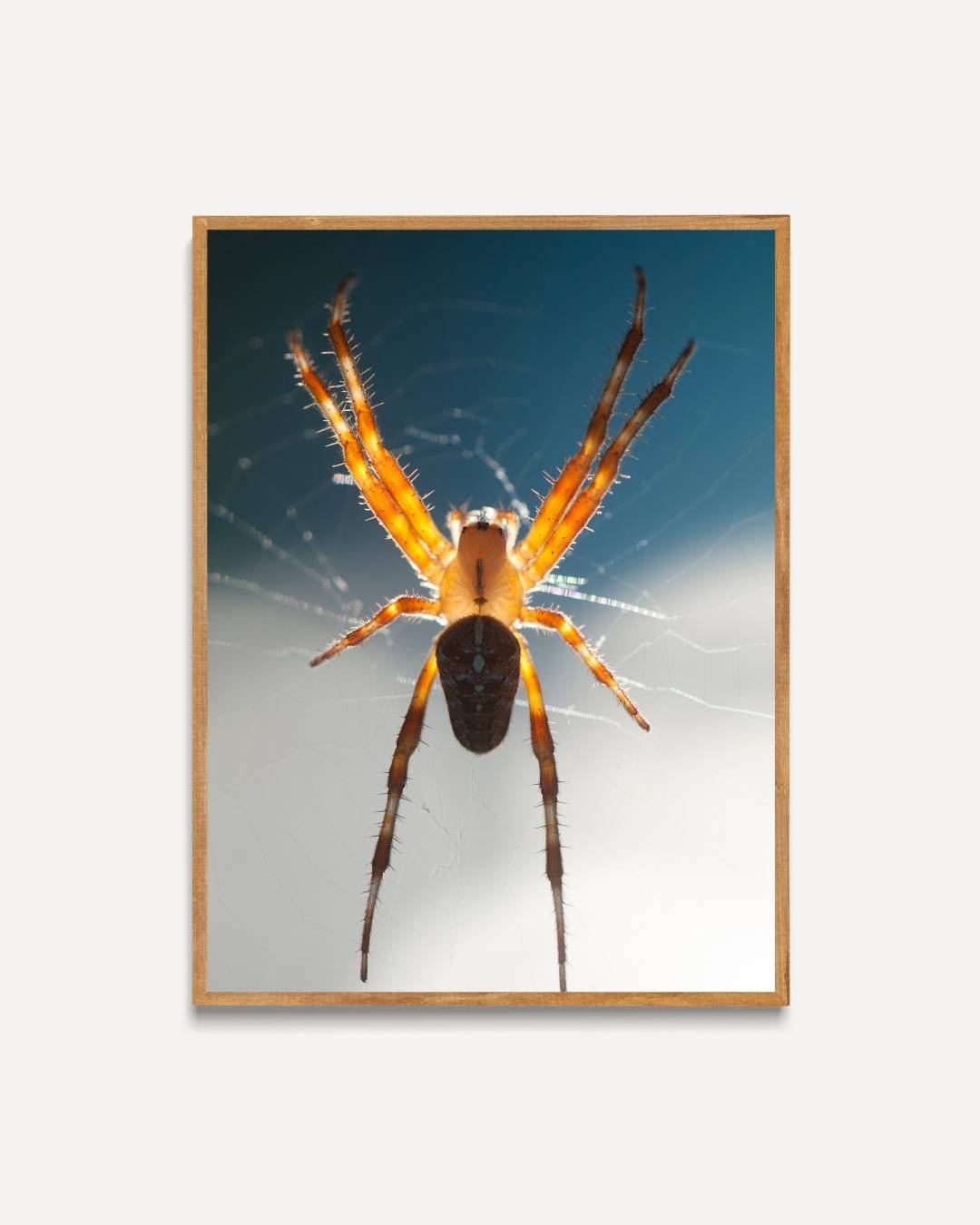 Natuurgetrouwe spin in web Poster