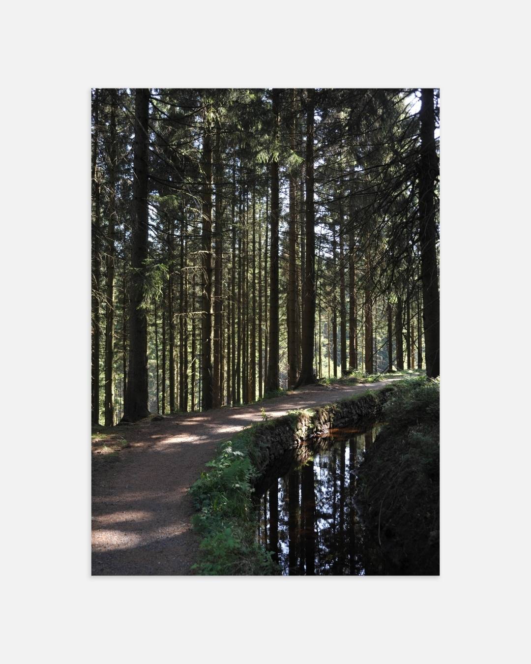 Forest walk poster