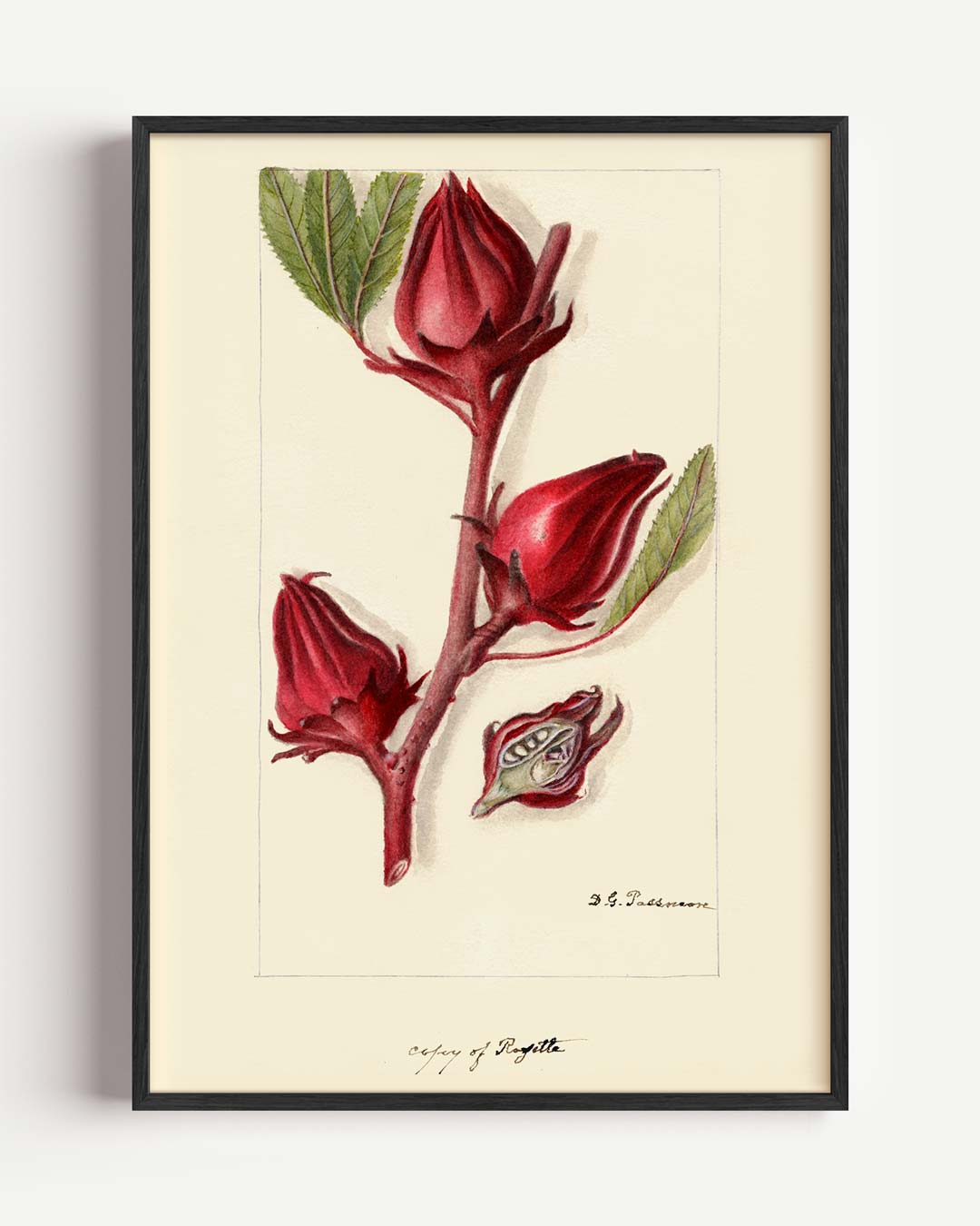 Botanische Kunstposter met Hibiscusbloem Poster