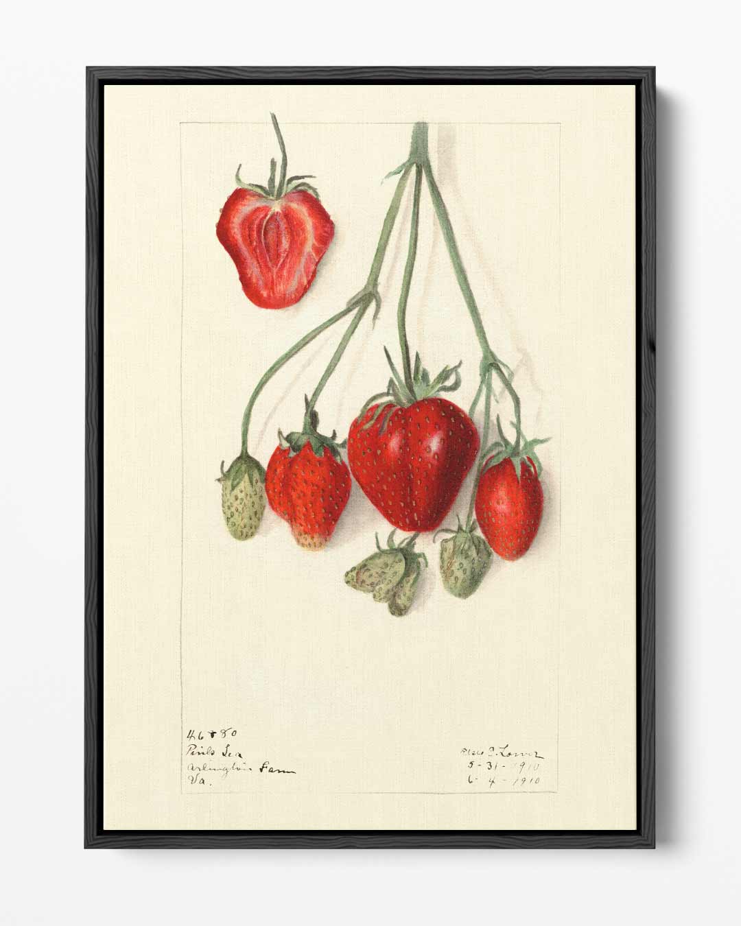 Aardbeien Illustratie Kunstwerk-canvas-dibond-plexiglas-wanddecoratie-WallArtistic