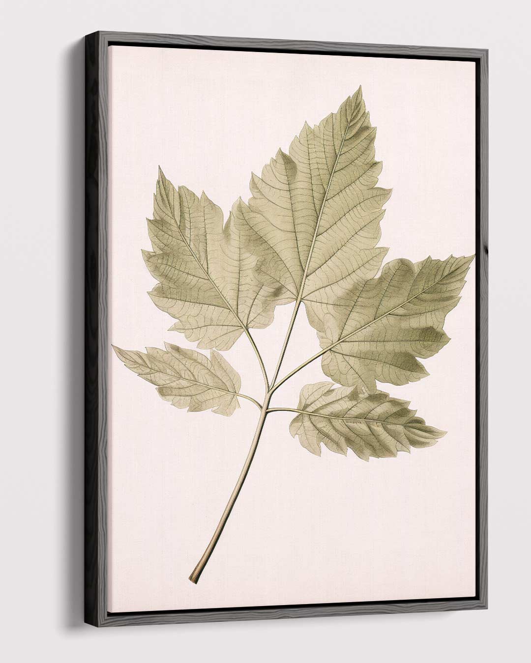 Botanische Bladillustratie Kunstwerk-canvas-dibond-plexiglas-wanddecoratie-WallArtistic