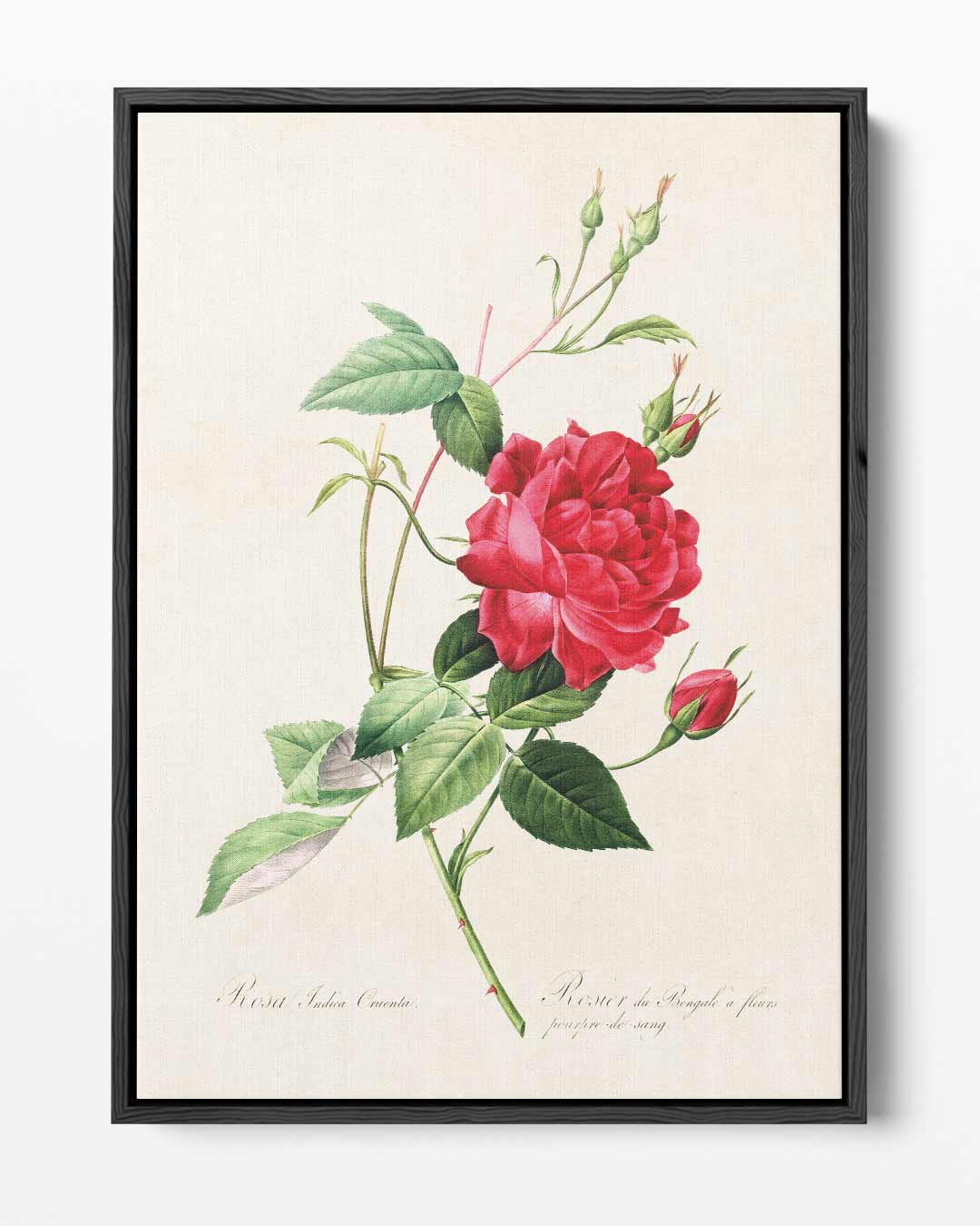 Bloeiende Rode Roos Illustratie Kunstwerk-canvas-dibond-plexiglas-wanddecoratie-WallArtistic