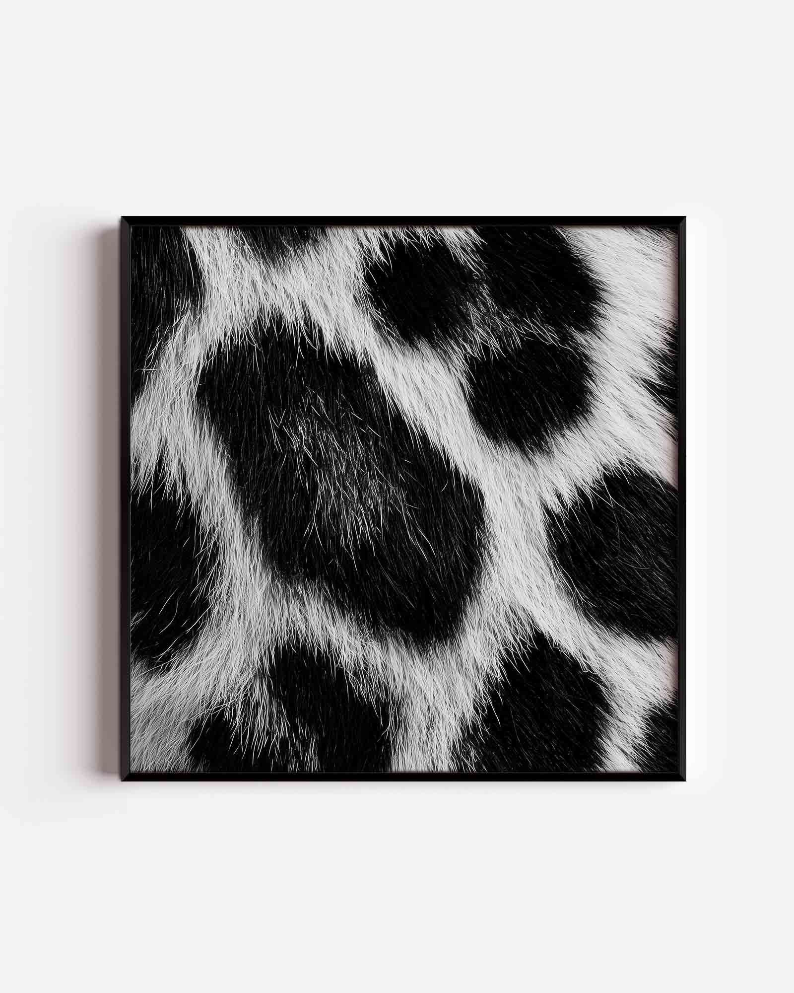 Zwart witte vacht Poster
