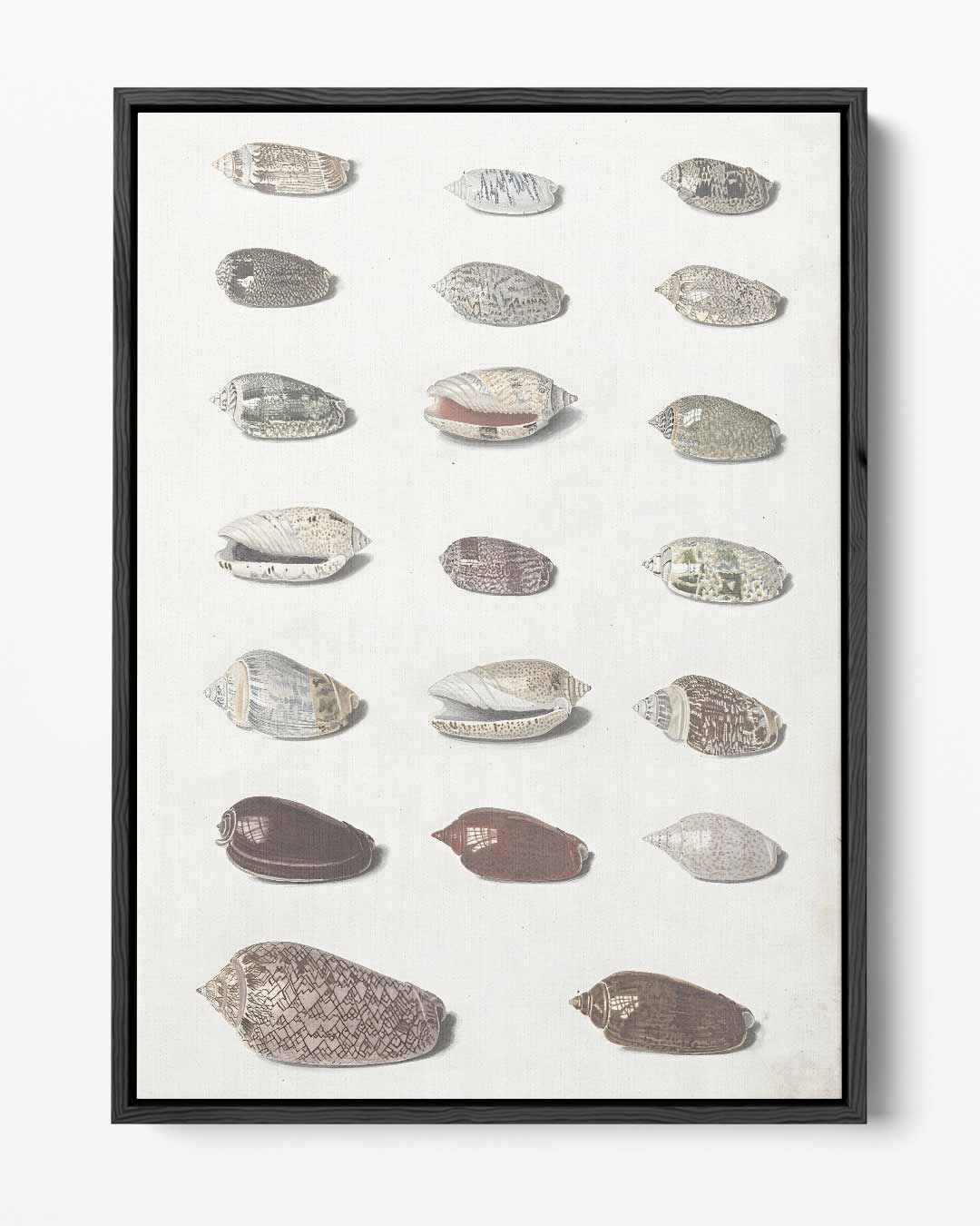 Decoratieve Schelpen Afbeelding Kunstwerk-canvas-dibond-plexiglas-wanddecoratie-WallArtistic