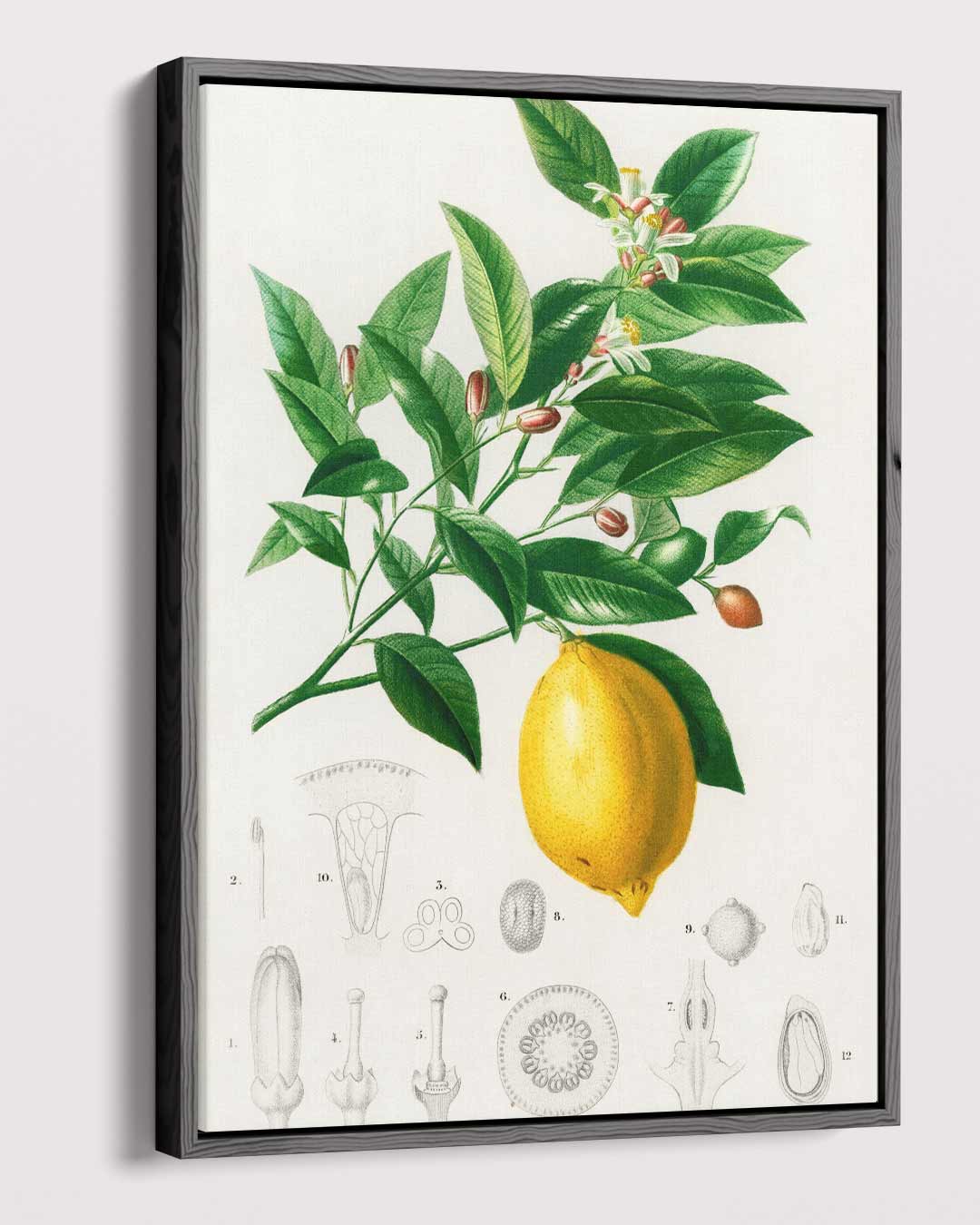 Botanische Illustratie van Citroenplant Kunstwerk-canvas-dibond-plexiglas-wanddecoratie-WallArtistic