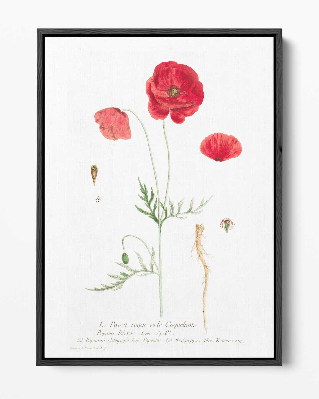 Botanische Print met Rode Klaproos Kunstwerk-canvas-dibond-plexiglas-wanddecoratie-WallArtistic