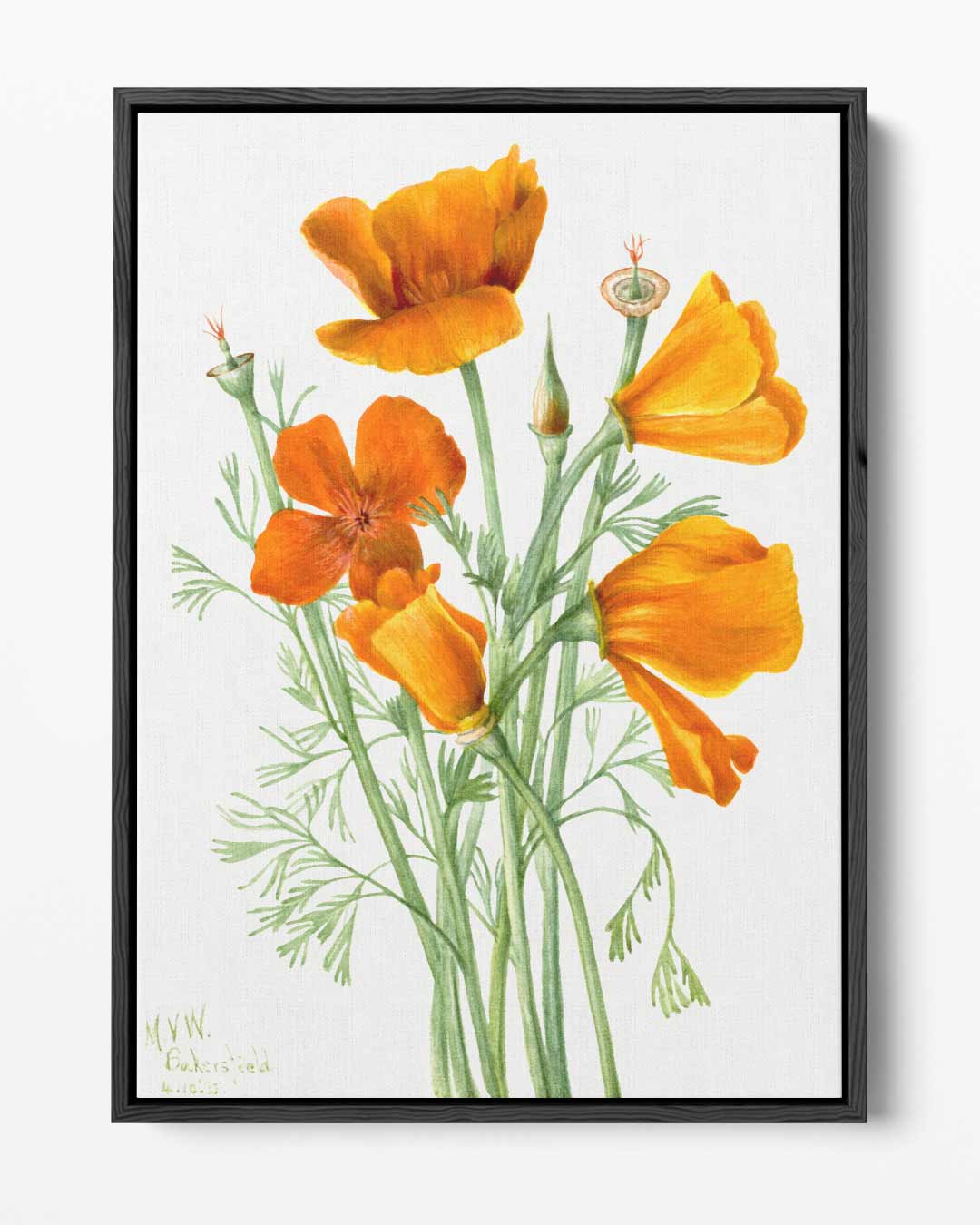 California Klaproos Illustratie Kunstwerk-canvas-dibond-plexiglas-wanddecoratie-WallArtistic