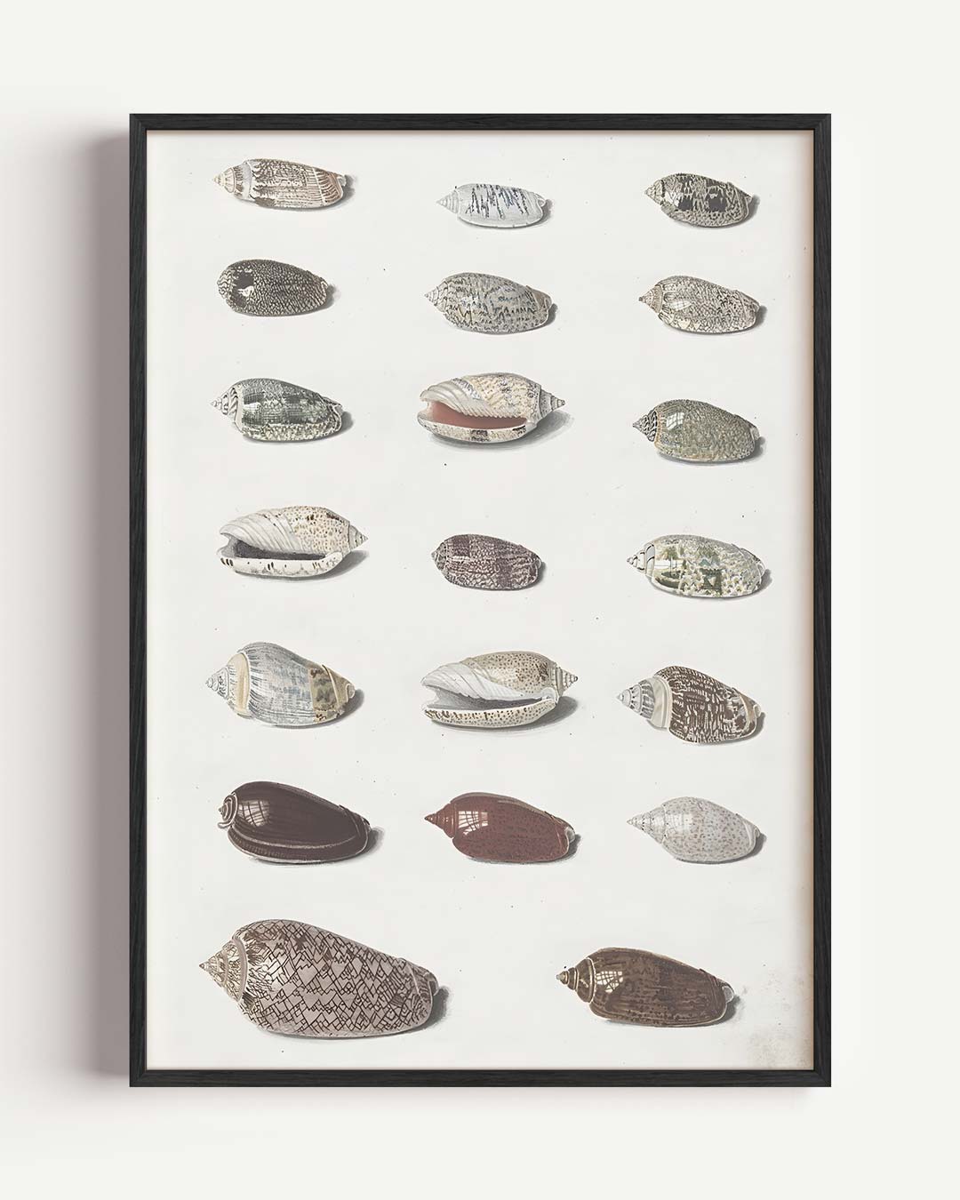 Elegante Schelpen Collectie Poster