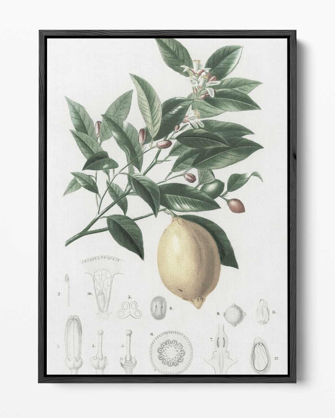 Botanische Citroen Illustratie Kunstwerk-canvas-dibond-plexiglas-wanddecoratie-WallArtistic