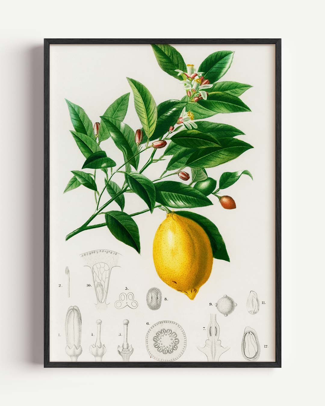 Botanische Citroen Illustratie Poster