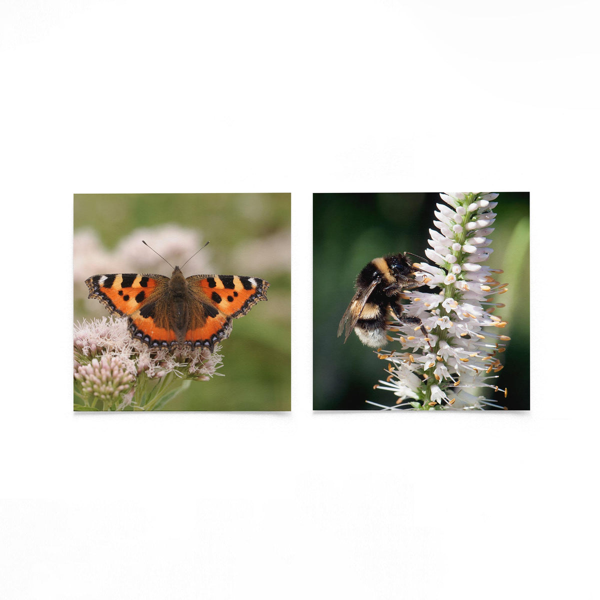 Productfoto van twee vierkante posters met vlinder en hommel – Gerald Emming