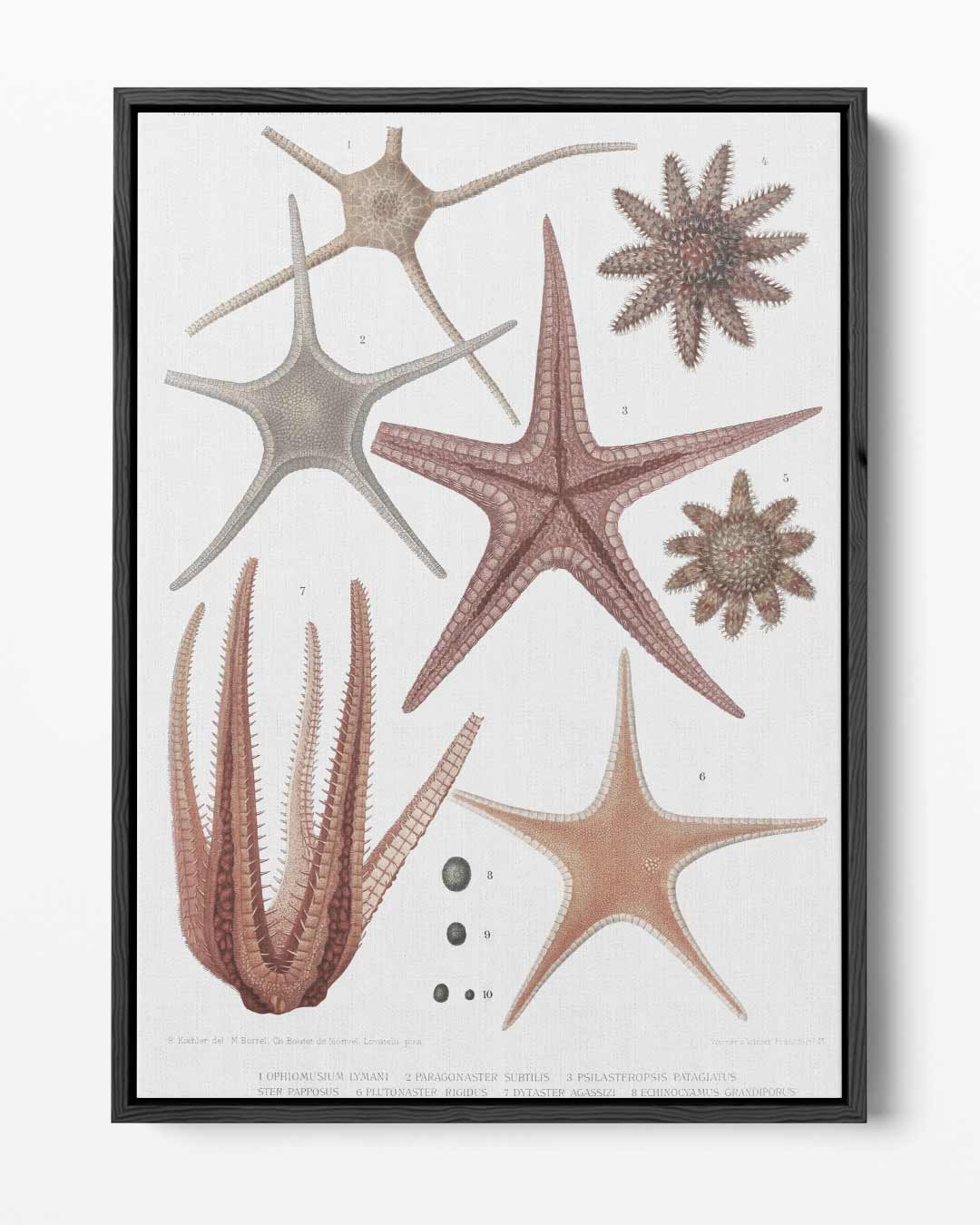 Zeester Wonderen Illustratie Kunstwerk-canvas-dibond-plexiglas-wanddecoratie-WallArtistic