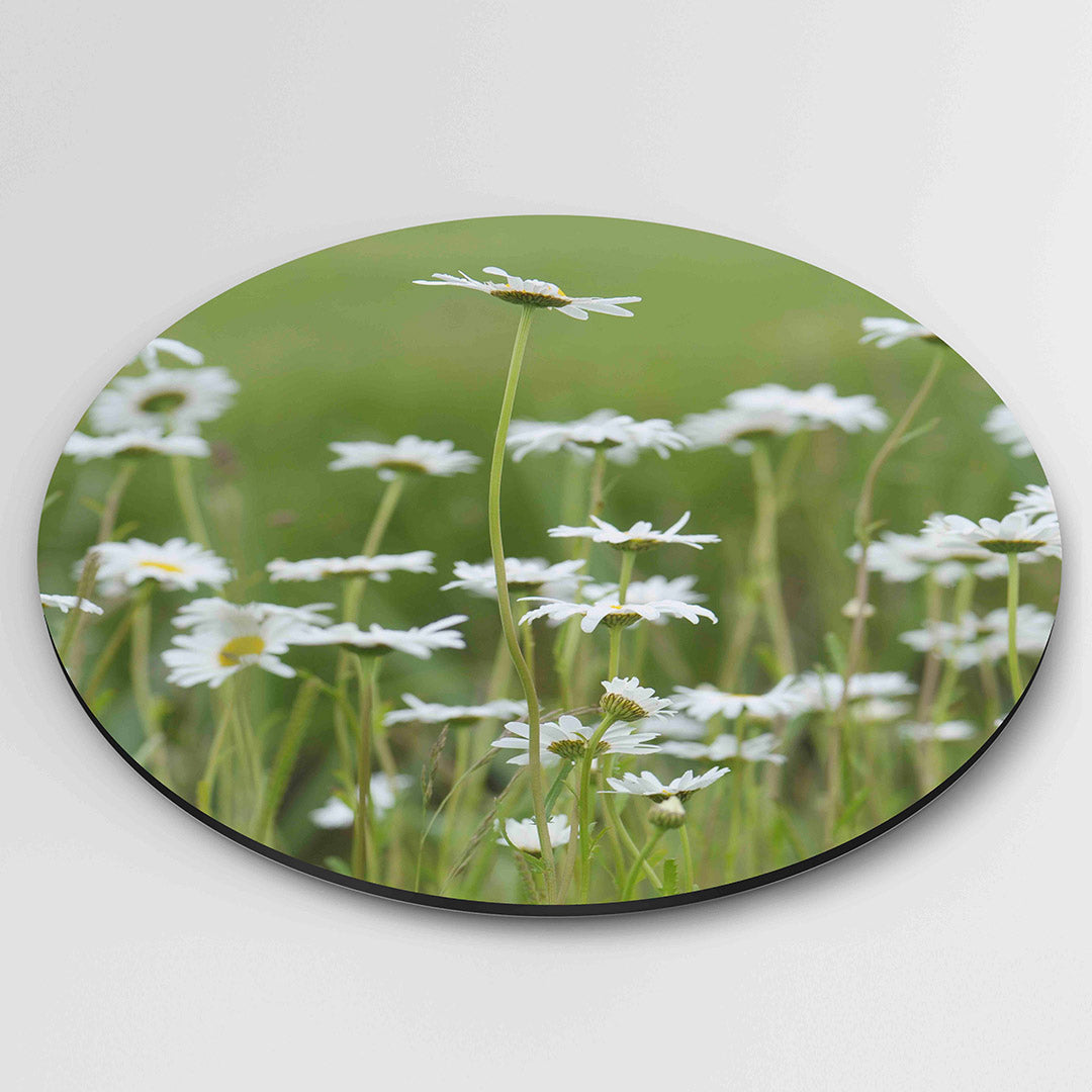 Witte margrieten Muurcirkel