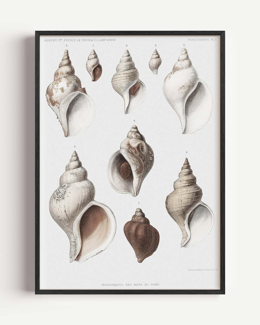 Elegante Schelpenillustratie Poster