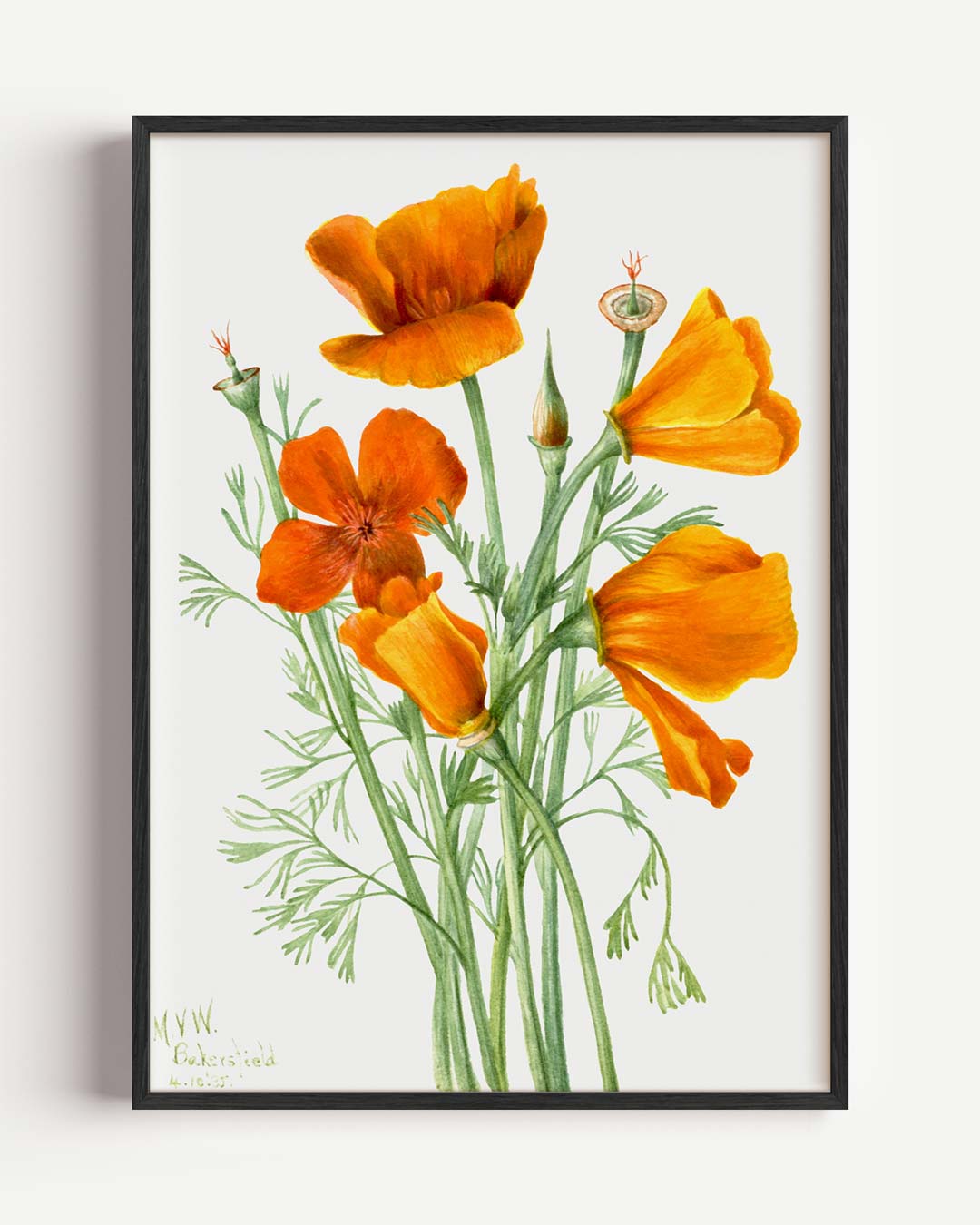 Vrolijke Klaproos Bloemposter